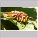 Vespa crabro - Hornisse Drohn 27c.jpg